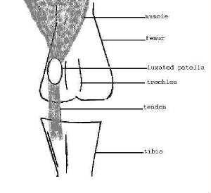 patella2.jpg