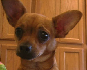 peanut1.jpg