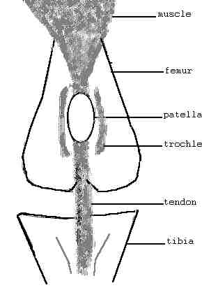 patella1.jpg