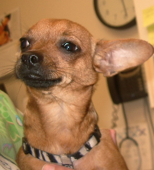 peanut5.jpg
