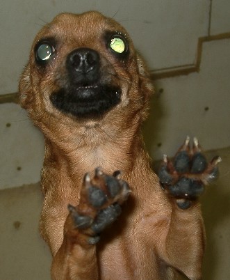 peanutpaws2.jpg